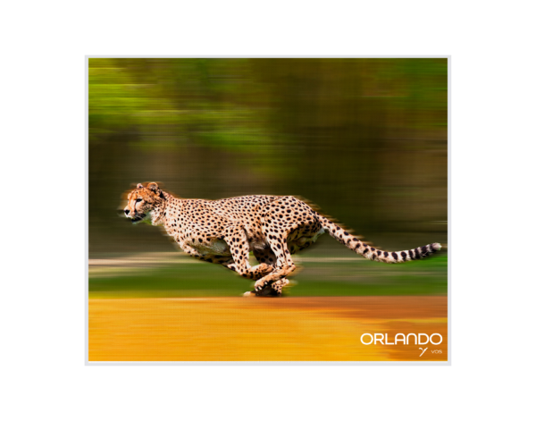 Cheetah at Busch Garden Tampa