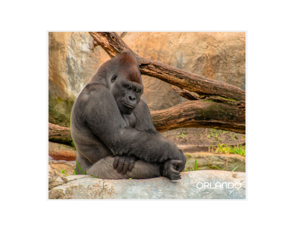 Gorilla at Myombe Preserve