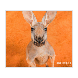 Lovely Kangaroo