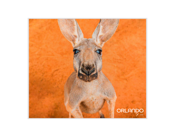 Lovely Kangaroo