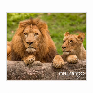 Lions at Busch Gardens Tampa