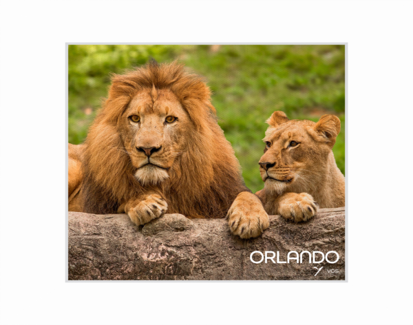 Lions at Busch Gardens Tampa